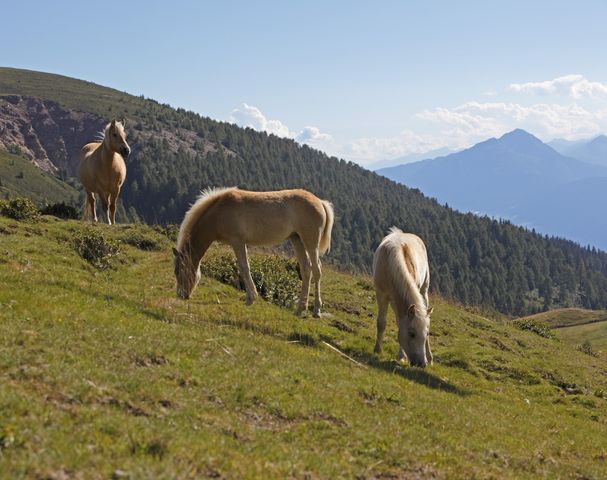 Escursione a cavallo Mondo Alpino dell'Alto Adige Maneggio Sulfner Avelengo
